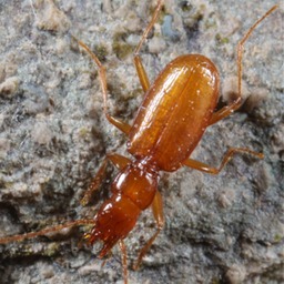 Tennessee Cave Beetle, Pseudanophthalmus tennesseensis
