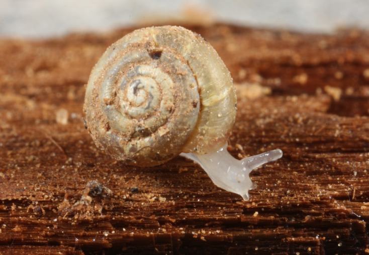 A blind terrestrial cavesnail, Helicodiscus sp., possibly H. barri
