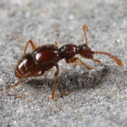 A cave ant beetle, Batriasymmodes sp.