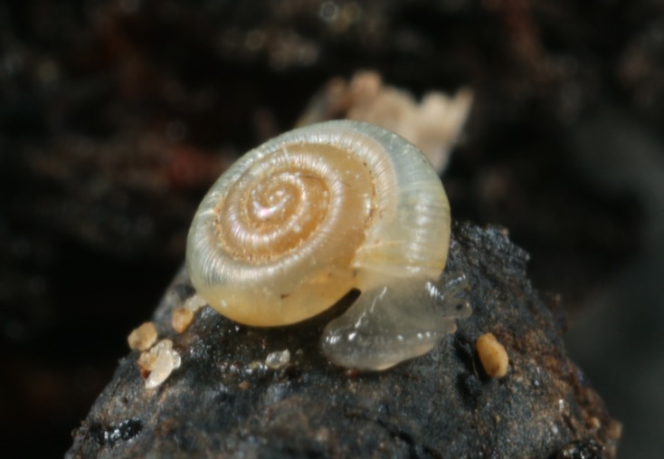 A terrestrial snail, possibly Glyphyalinia sp.