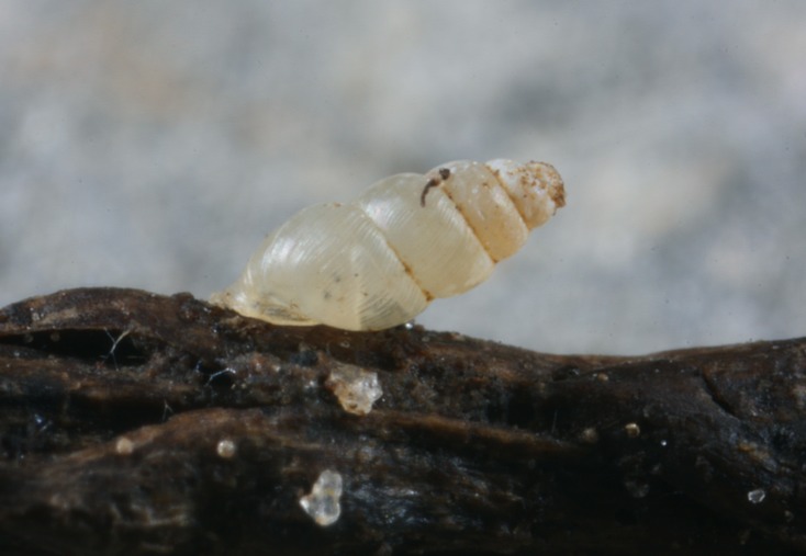 A terrestrial snail, either the troglophile Carychium exile or the troglobite C. stygium.