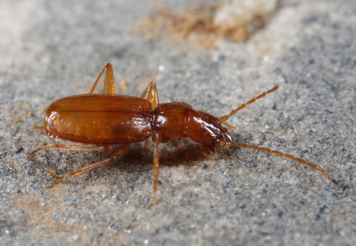A carabid cave beetle, Pseudanophthalmus sp.