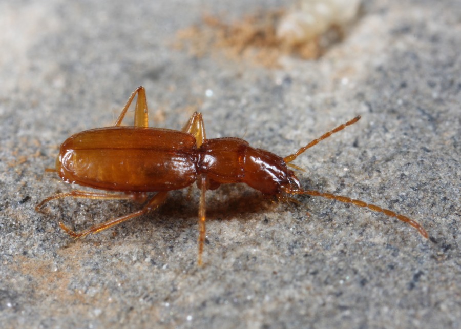 A carabid cave beetle, Pseudanophthalmus sp.
