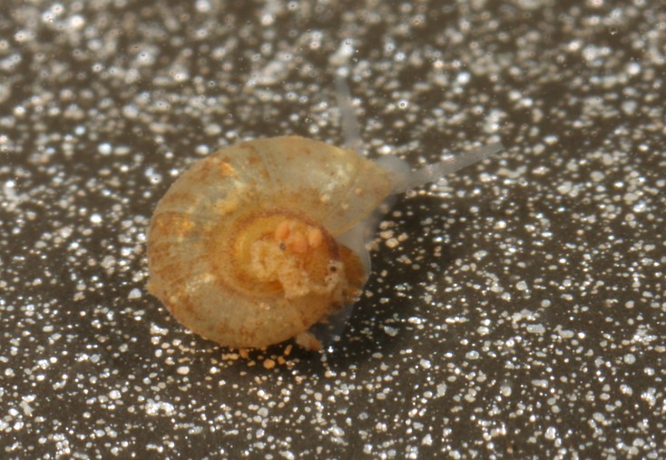 An undescribed species of aquatic cavesnail, possibly in the genus Antrorbis.