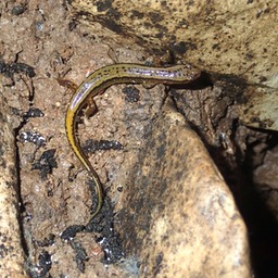 Southern Two-Lined Salamander (Eurycea cirrigera), Loudon Co., TN