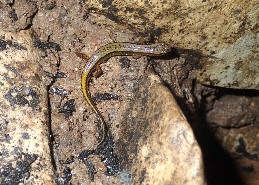 Southern Two-Lined Salamander (Eurycea cirrigera), Loudon Co., TN
