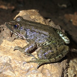 Northern Green Frog (Lithobates clamitans melanota), Loudon Co., TN