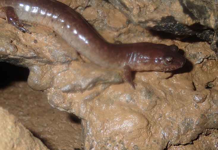 Spring Salamander (Gyrinophilus porphyriticus), Meigs Co., TN