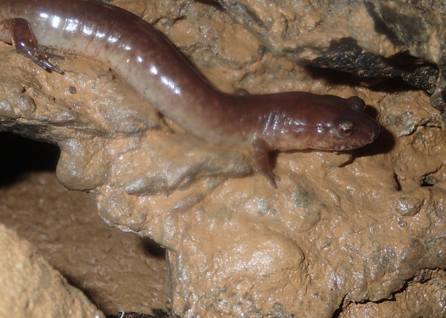 Spring Salamander (Gyrinophilus porphyriticus), Meigs Co., TN