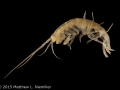 Bactrurus_brachycaudus_IL_Champaign_EastForkEmbarrasRiver