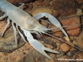 Cambarus hamulatus, Jackson Co., AL