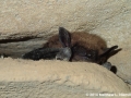 Eptesicus fuscus, Rockcastle Co., KY