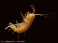 IL_Monroe_Gammarus_troglophilus