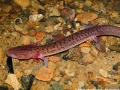 Gyrinophilus palleucus necturoides, Grundy Co., TN