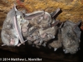 Myotis austroriparius, Pope Co., IL