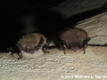 Myotis lucifugus, Rockcastle Co., KY