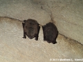 Myotis lucifugus, Rockcastle Co., KY