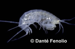 Allocrangonyx_pellucidus