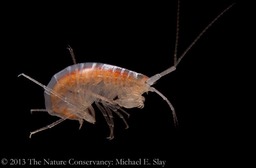 Crangonyx_antennatus