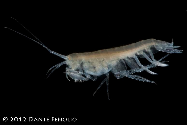 Crangonyx_antennatus_JacksonCoAL