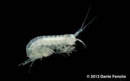 Stygobromus sp, Pompie Cave, Maury Co, TN, November 2012, No1 copy