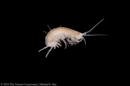 Stygobromus_emarginatus