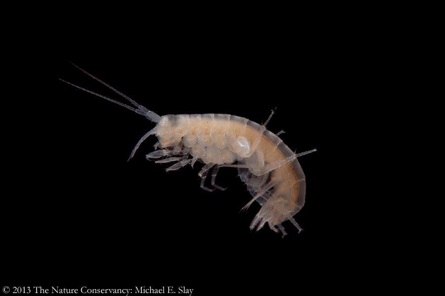 Stygobromus_spinatus